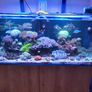 Complete Running Reef Tank Image 8
