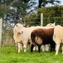 Cheviot Rams Image 4