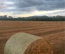 Pea straw