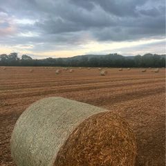 Pea straw