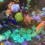 Reef Corals Image 4
