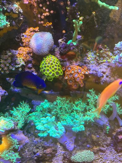 Reef Corals