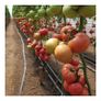 POLYTUNNEL Clear Polythene Sheeting UV4 Greenhouse Foil 8 meters wide,10 meters long Image 6