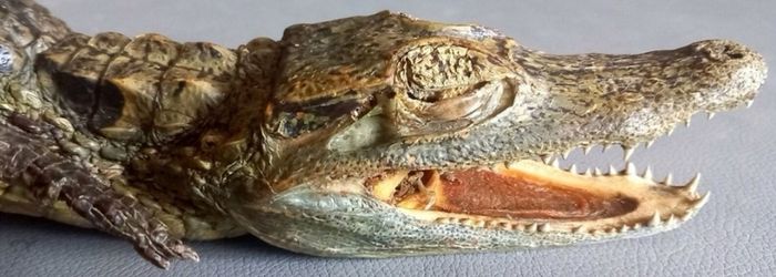 Crocodile taxidermy