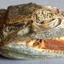 Crocodile taxidermy Image 2
