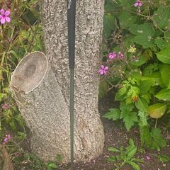 Craigton Scotland Classic IV Golf putter