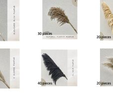 Pampas Grass Bundle
