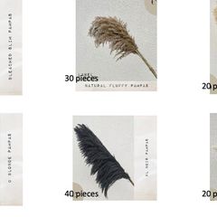 Pampas Grass Bundle