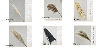 Pampas Grass Bundle