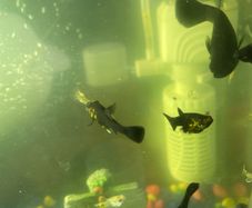 fish