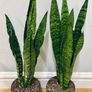 Sansevieria Zeylanica in 19cm pot and 80cm in height Image 2