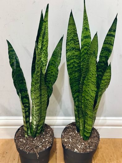 Sansevieria Zeylanica in 19cm pot and 80cm in height