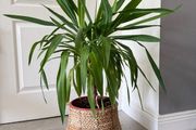 Yuka plant