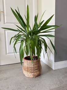 Yuka plant