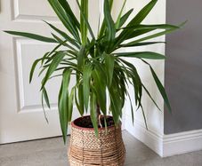 Yuka plant