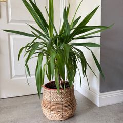 Yuka plant