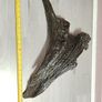 Bog oak Image 5