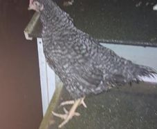 Hen