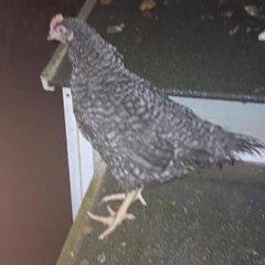Hen
