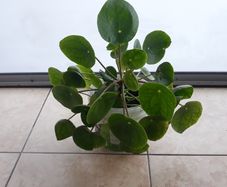Chinese Money Plant - Pilea peperomioides