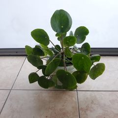 Chinese Money Plant - Pilea peperomioides