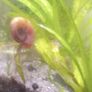 Ramshorn snails and floating plants Image 3