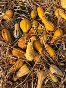 Free Ornamental Pumpkins