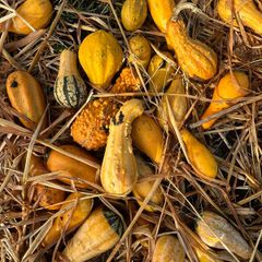 Free Ornamental Pumpkins
