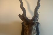 Antique Taxidermy Antelope Royal Irish Rifles Provenance