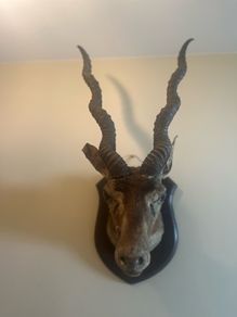 Antique Taxidermy Antelope Royal Irish Rifles Provenance