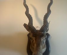 Antique Taxidermy Antelope Royal Irish Rifles Provenance