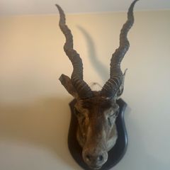 Antique Taxidermy Antelope Royal Irish Rifles Provenance