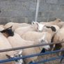 Ewe lambs Image 2