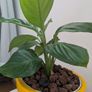 Peace Lily in Yellow Ceramic Pot - Galway - Pickup Only Image 2