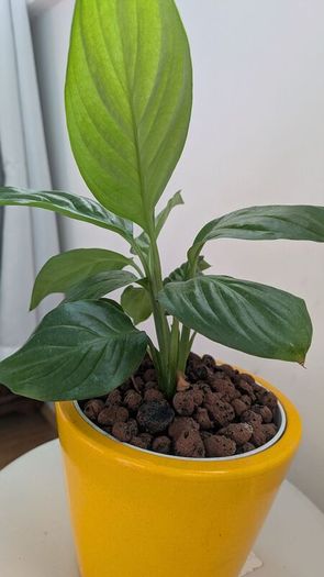 Peace Lily in Yellow Ceramic Pot - Galway - Pickup Only