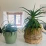 House Plants For Sale Image 2