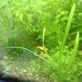 Aquarium plants Image 10