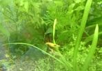 Aquarium plants