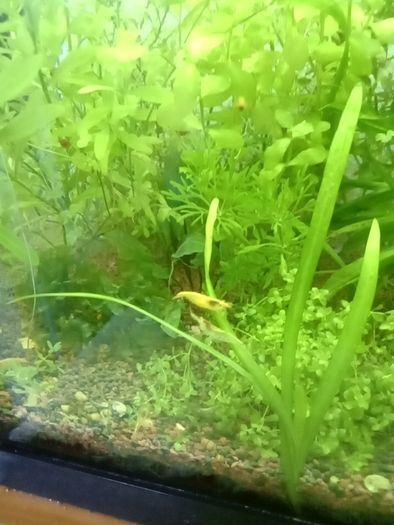 Aquarium plants