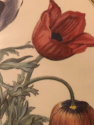 Vintage Anemone Botanical Print Framed - Nederlandsch Bloemwerk Cottagecore Art 12x15 inches