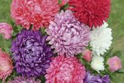 (A) China Aster Paeoniflowered seeds 0.5g (414222)