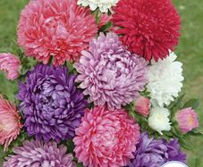 (A) China Aster Paeoniflowered seeds 0.5g (414222)