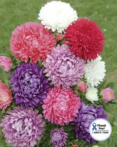 (A) China Aster Paeoniflowered seeds 0.5g (414222)