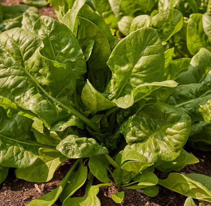 (S) Spinach Space H seeds 3g (125463)