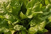 (S) Spinach Space H seeds 3g (125463)