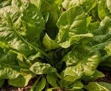 (S) Spinach Space H seeds 3g (125463)