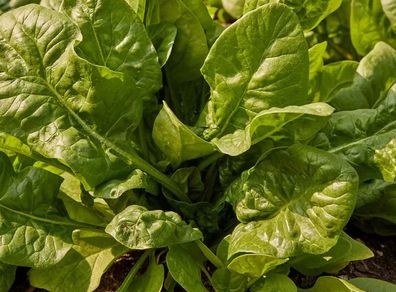 (S) Spinach Space H seeds 3g (125463)