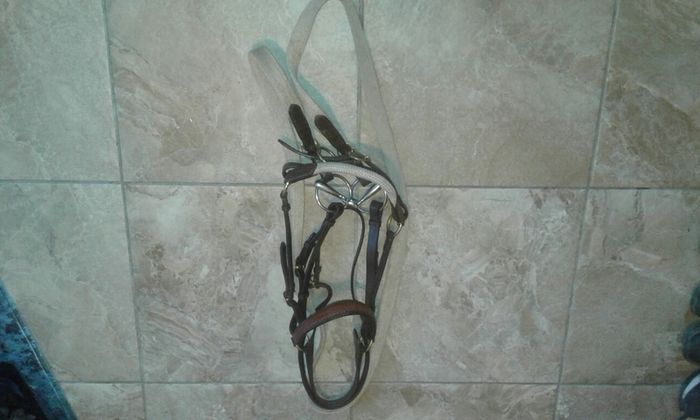 Bridle /bitless