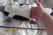 Soft toys