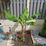 Banana plant 30cm Image 4